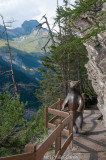 Unexpected encounter along a 'bisse' trail