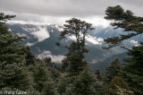 Lu Lang Forest at 4,730m above sea level