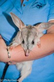 Is the bilby Australias answer to the Easter Bunny?