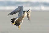 Peregrine - Slechtvalk - Falco peregrinus