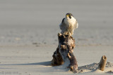 Peregrine - Slechtvalk - Falco peregrinus