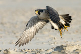 Peregrine - Slechtvalk - Falco peregrinus