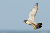 Peregrine - Slechtvalk - Falco peregrinus