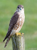 Merlin - Smelleken - Falco columbarius