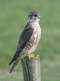Merlin - Smelleken - Falco columbarius