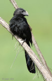 Groove-billed Ani - Groefsnavelani - Crotophaga sulcirostris