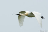 Spoonbill - Lepelaar - Platalea leucorodia