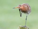 Black-tailed Godwit - Grutto - Limosa limosa