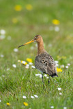 Black-tailed Godwit - Grutto - Limosa limosa