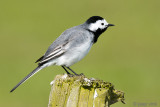 White Wagtail - Witte Kwikstaart - Motacilla alba