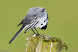 White Wagtail - Witte Kwikstaart - Motacilla alba