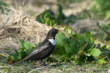 Ring Ouzel - Beflijster - Turdus torquatus