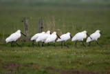 Spoonbill - Lepelaar - Platalea leucorodia