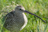 Eurasian Curlew - Wulp - Numenius arquata