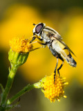 Hoverfly - Citroenpendelvlieg - Helophilus trivittatus