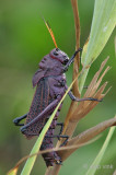 Lubber Grasshopper - Taeniopoda reticulata