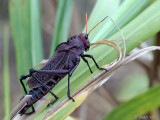 Lubber Grasshopper - Taeniopoda reticulata
