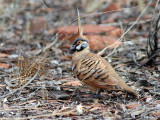 Spinifex Pigeon - Spinifexduif - Geophaps plumifera 