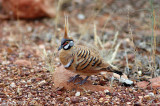 Spinifex Pigeon - Spinifexduif - Geophaps plumifera 