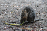 Quokka - Setonix brachyurus