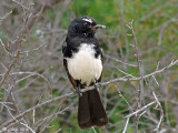 Willie Wagtail - Tuinwaaierstaart - Rhipidura leucophrys