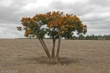 Western Australian Christmas Tree - Nuytsia floribunda