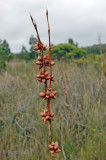 Unidentified Plant