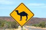 Watch out, Camels crossing - Pas op, overstekende Dromedarissen