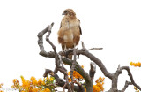 Brown Falcon - Grote Bruine Valk - Falco berigora