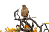 Brown Falcon - Grote Bruine Valk - Falco berigora