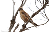 Brown Falcon - Grote Bruine Valk - Falco berigora
