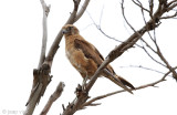 Brown Falcon - Grote Bruine Valk - Falco berigora