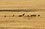 Emu - Emoe - Dromaius novaehollandiae
