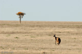 Red Kangaroo - Rode Reuzenkangoeroe - Macropus rufus