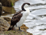Black-faced Cormorant - Blauwmaskeraalscholver - Phalacrocorax fuscescens