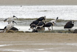 Australian White & Straw-necked Ibisses - Australische Witte & Strohalsibis - Threskiornis molucca & T. spinicollis