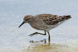 Sharp-tailed Sandpiper - Siberische Strandloper - Calidris acuminata