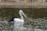 Australian Pelican - Australische Pelikaan - Pelecanus conspillatus