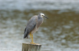 White-faced Heron - Witwangreiger - Egretta novaeholandiael