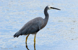 White-faced Heron - Witwangreiger - Egretta novaeholandiael