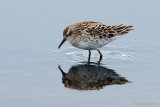 Sharp-tailed Sandpiper - Siberische Strandloper - Calidris acuminata