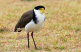 Masked Lapwing - Maskerkievit - Vanellus miles novaehollandiae