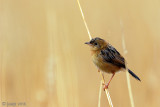 Golden-headed Cisticola - Goudkopgraszanger - Cisticola exilis