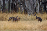 Bennetts Wallaby - Bennettwallaby - Macropus rufogriseus
