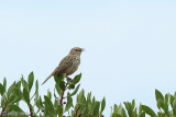 Little Grassbird - Dwerggrasvogel - Megalurus gramineus