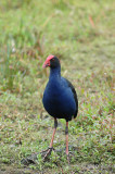 Purple Swamphen - Purperkoet - Porphyrio porphyrio