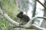 Koala - Koala - Phascolarctos cinereus