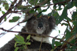 Koala - Koala - Phascolarctos cinereus