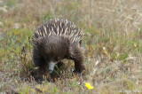 Short-beaked Echidna - Mierenegel - Tachyglossus aculeatis