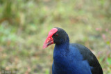 Purple Swamphen - Purperkoet - Porphyrio porphyrio
